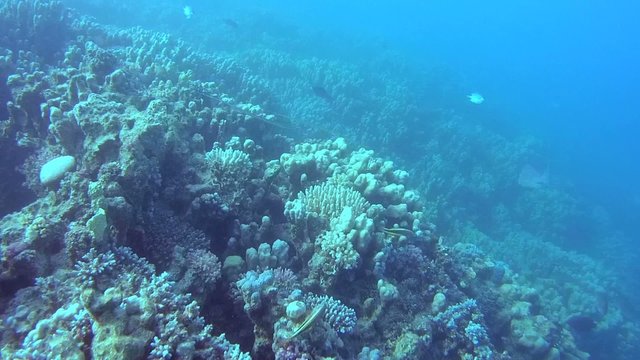 The life of a coral reef, Red sea, Marsa Alam, Abu Dabab, Egypt
