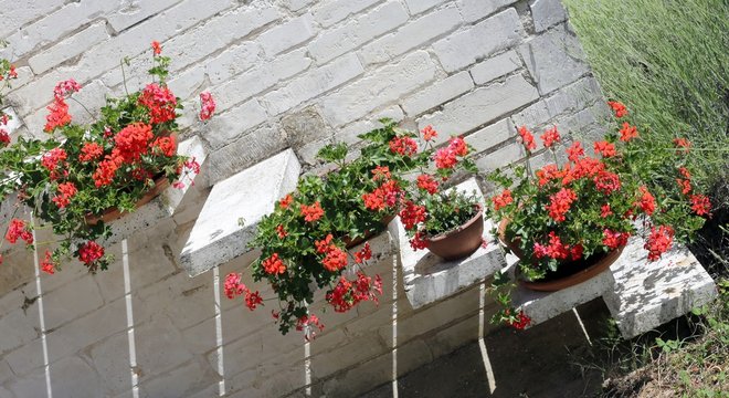 Pots of Red Geraniums in the staircase of the Mediterranean Hous