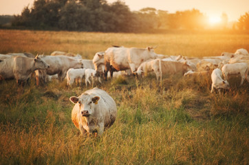 Cows on pasture