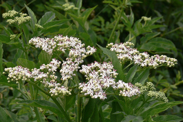 Ebbio (Sambucus ebulus) infiorescenza