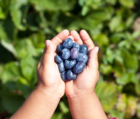 Blueberries is in the child's hands.