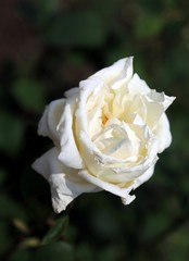 single white roses in spring