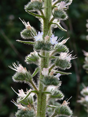 erba viperina (Echium italicum)