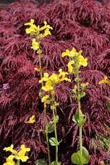 Sumpfdotterblumen im Sommer