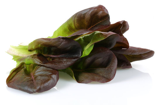 Lettuce