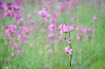 Pink wildflower