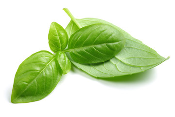 Fresh basil