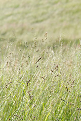 Field in Summer