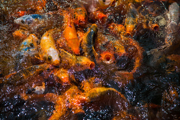 Obraz na płótnie Canvas Multicolored Koi Fish in a pond at the Imperial Citadel of Hue. Vietnam.