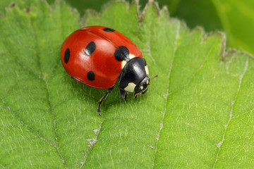 Obraz premium Ladybug on leaf
