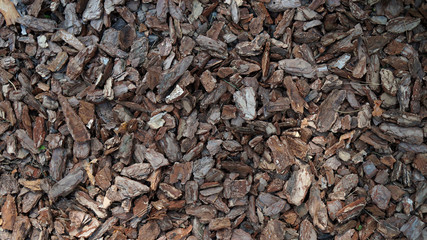 Tree Bark