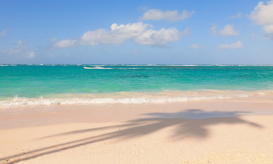 Fototapeta premium The shadow of palm trees on the sand by the sea