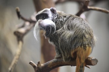 Zoo