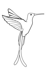 Hand drawn hummingbird isolated on white background