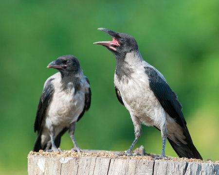 Juvenile Hooded Crows