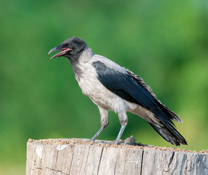 Juvenile Hooded Crow