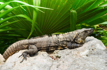 iguana