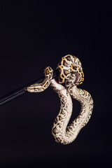 tiger python, black and yellow, against black background