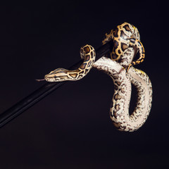 tiger python, black and yellow, against black background