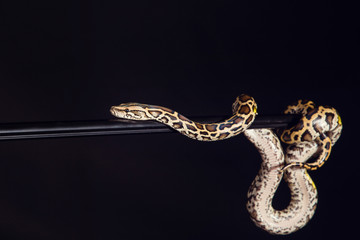tiger python, black and yellow, against black background