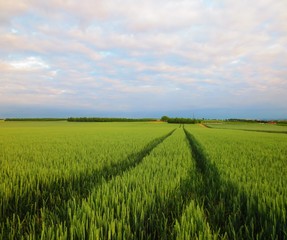 Fototapeta premium Weizenfeld