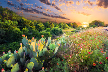 Cactus and Wildflowers at Sunset - 84899700