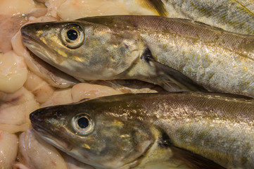 Frischer Merlan liegt in der Auslage zum Verkauf
