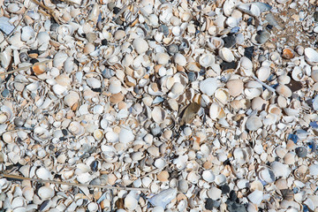 Seashells background with various seashells on beach in Falkenberg, Sweden.