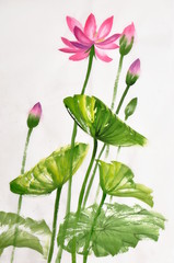 Obraz premium Lotus flower watercolor painting