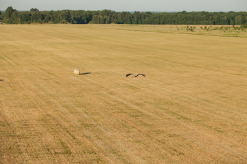 Obraz premium aerial view of grass fields and flying stork bird