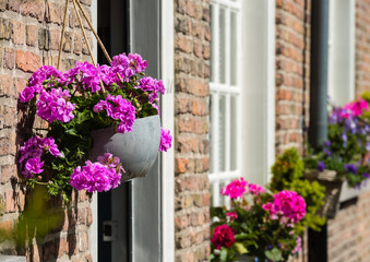 Pink flowering Pelargoniums in a hanging pot