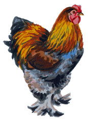 cock watercolor Brama
