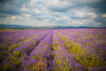 Plakat field of Lavender Flowers