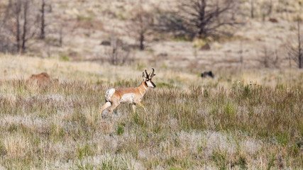 Naklejka na ściany i meble A single Pronghorn Antelope in a grassy field.