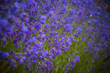 Naklejka premium Lavender Flowers