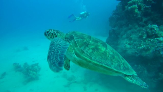 green sea turtle (Chelonia mydas) swims up, Red sea, Marsa Alam 