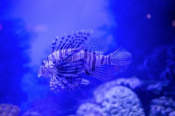 Fish swimming in a tank 