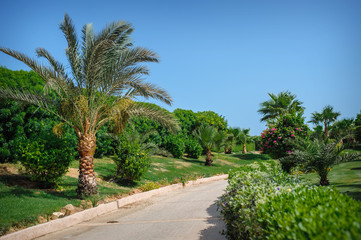 Fototapeta na wymiar palm tree on the edge of the road