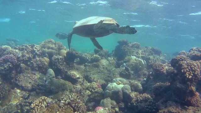 hawksbill sea turtle (Eretmochelys imbricata) swims near reef 