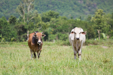 Cows in the field