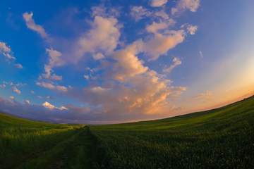 Summer landscape with green grass, corn and clouds  Field and sunset - fisheye view