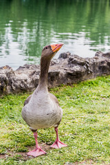 Oie au bord de l'eau