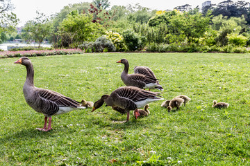 Les oies et leurs poussins