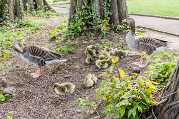 Les oies et leurs poussins © Gerald Villena