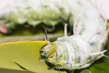 Atlas moth caterpillar