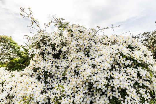 Floraison de Seringas au printemps