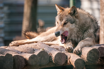 wolf opening mouth 
