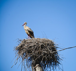 Stork in the nest against the blue sky