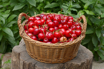 Fototapeta na wymiar Agriculture, sweet cherry fruit in basket