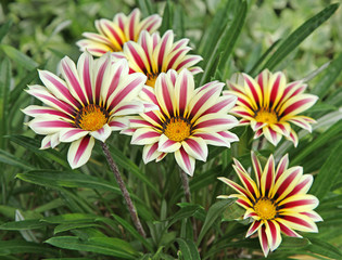 Fototapeta premium Gazania